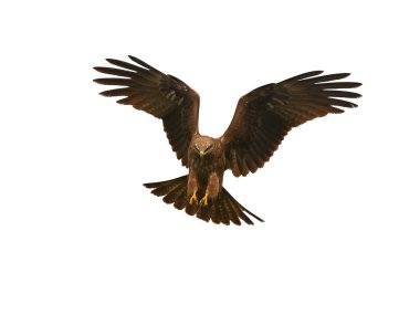 siyah uçurtma (milvus migrans)