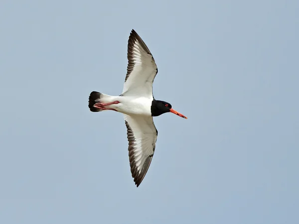 Eurasian oystercatcher (Haematopus ostralegus) — Stock Photo, Image