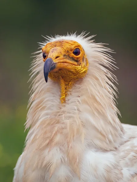 Egyptian vulture (Neophron percnopterus) — Stock Photo, Image