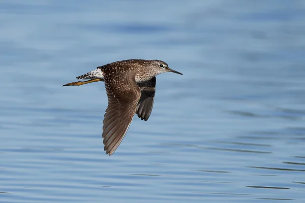 Waldwasserläufer (tringa glareola)) — Stockfoto