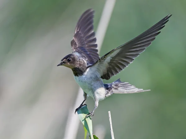 Barn swallow (Hirundo rustica) — Stock Photo, Image