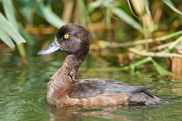 Tufted kachna (Aythya fuligula) — Stock fotografie