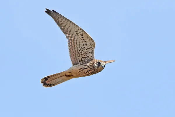 Звичайний кестр (Falco tinunculus).) — стокове фото