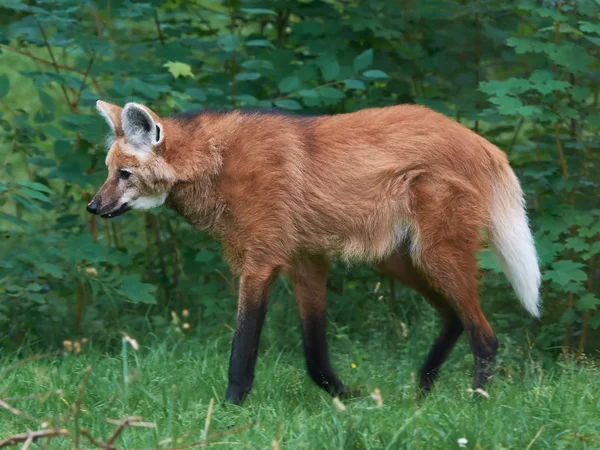 Lobo-guará (Chrysocyon brachyurus ) — Fotografia de Stock