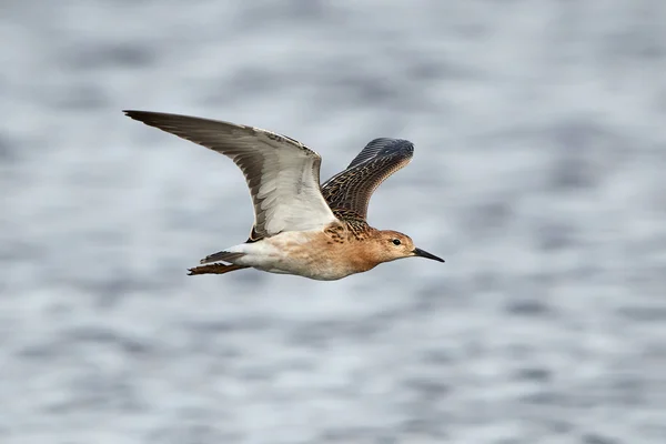 Ruff (Philomachus pugnax) — Stock Photo, Image