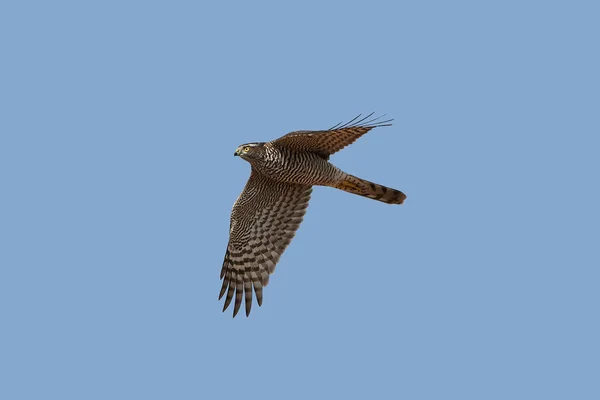 Gavilán euroasiático (Accipiter nisus ) — Foto de Stock