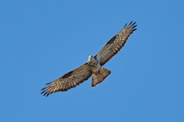 Avrupa bal şahini (Pernis apivorus)