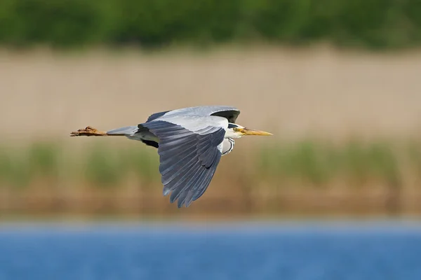 Garza gris (Ardea cinerea) — Foto de Stock