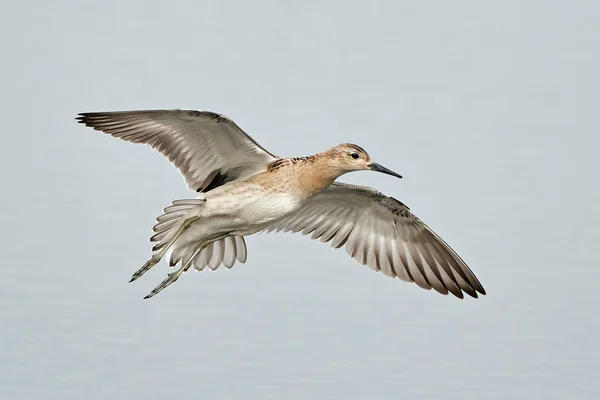 エリマキシギ (Philomachus pugnax) — ストック写真