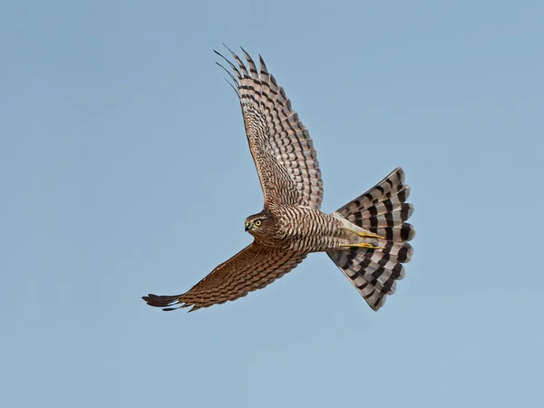 Sparviero eurasiatico (Accipiter nisus ) — Foto Stock