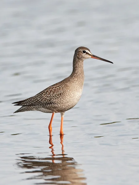 Mancha roja (Tringa erythropus ) — Foto de Stock