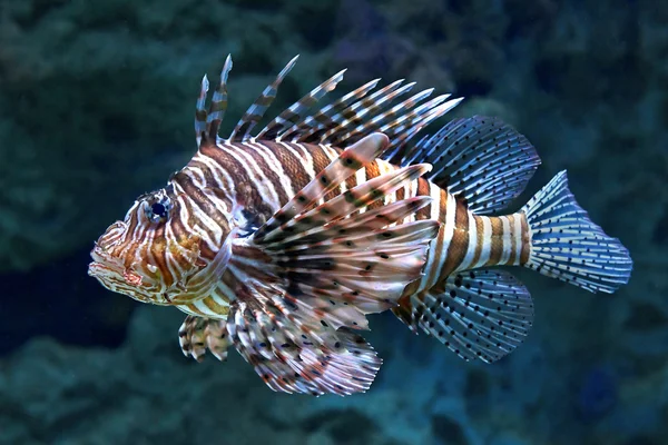 Lionfish vermelho (Pterois volitans ) — Fotografia de Stock