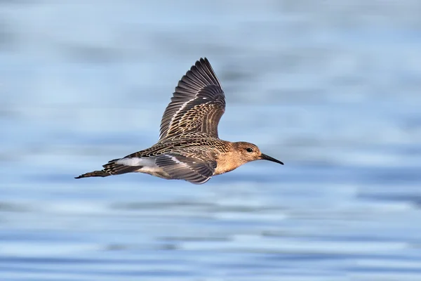 Ruff (Philomachus pugnax) — Stockfoto