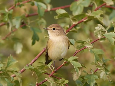 Yaygın chiffchaff (Phylloscopus collybita)