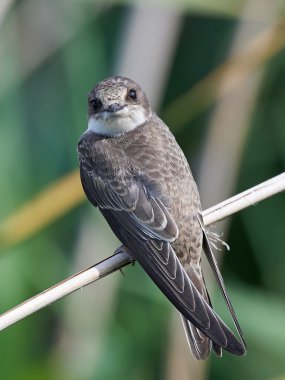 Kum Martin (Riparia riparia)