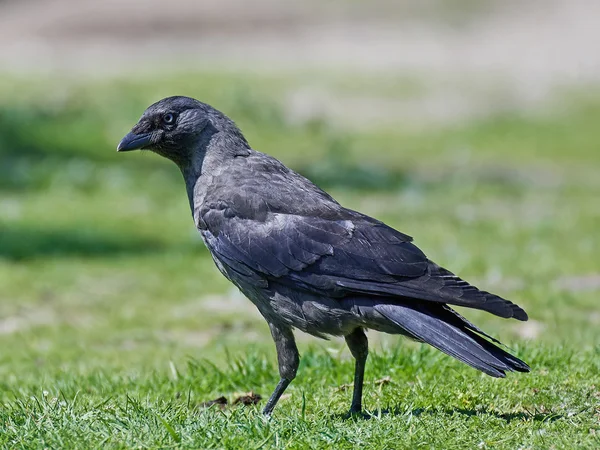 Western jackdaw (Corvus monedula) — Stock Photo, Image