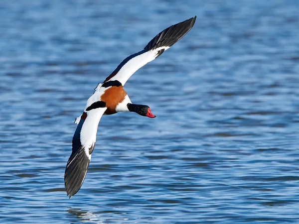 Shelduck comum (Tadorna tadorna ) — Fotografia de Stock