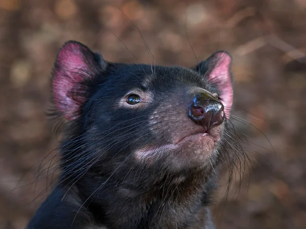 Tasmanian Devil (Sarcophilus harcheli) ) — стоковое фото