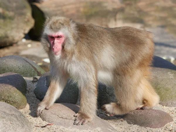 Japanska makaker (Macaca fuscata) — Stockfoto