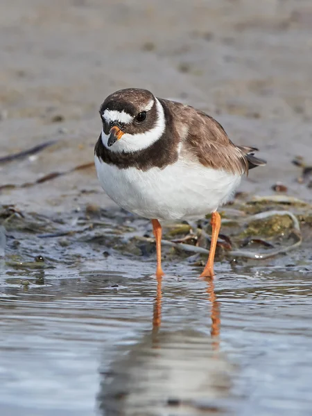 Общий пловер с кольцами (Charadrius hiaticula ) — стоковое фото