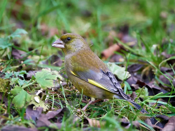 Pinzón verde europeo (Cloris chloris) — Foto de Stock