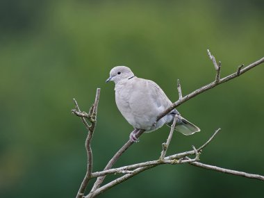 Avrasya yakalı güvercini (Streptopelia decaocto)