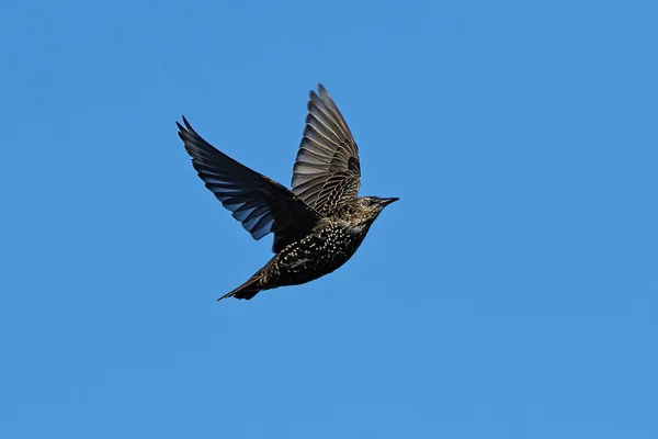 Szpak zwyczajny (Sturnus vulgaris)) — Zdjęcie stockowe