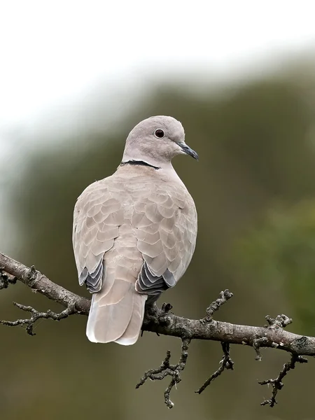 Eurasian collared dove (Streptopelia decaocto) — Stock Photo, Image