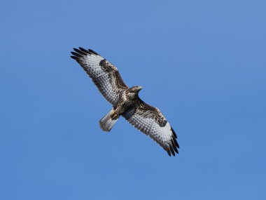 yaygın akbaba (Buteo buteo)