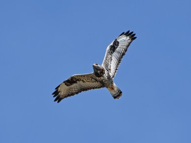 Şahin (Buteo lagopus kaba ayaklı)