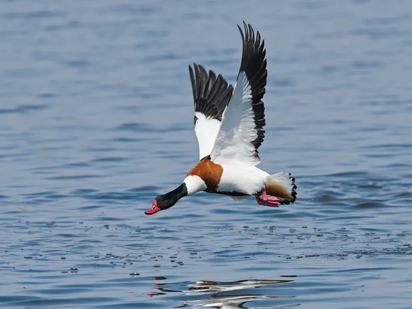 Common shelduck (Tadorna tadorna) — Stock Photo, Image