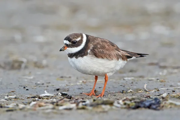 Kulík písečný (charadrius h.) — Stock fotografie