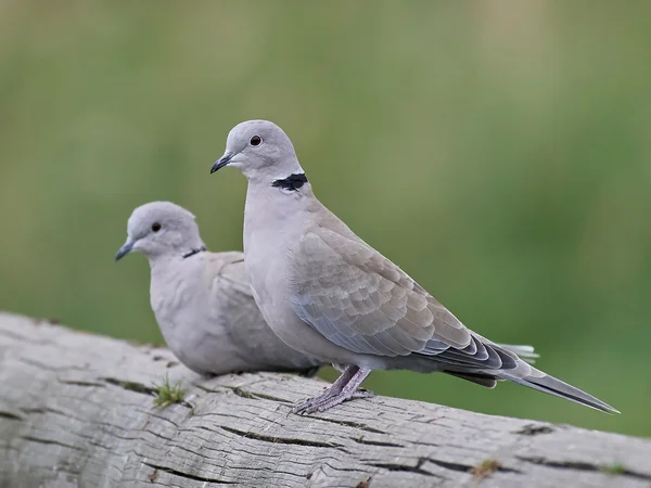 Eurasian collared dove (Streptopelia decaocto) — Stock Photo, Image