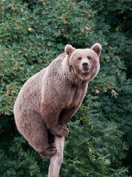 棕熊（Ursus arctos）) — 图库照片