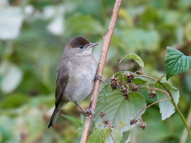 Avrasya ötleğen (Sylvia atricapilla)