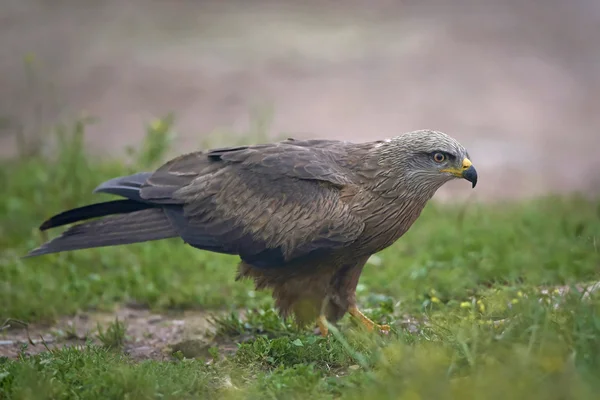 Černý drak (milvus migrans) — Stock fotografie