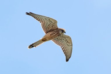 Genel kerkenez (Falco tinnunculus)
