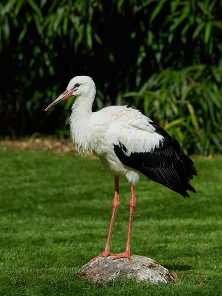 Cigüeña blanca (Ciconia ciconia) —  Fotos de Stock