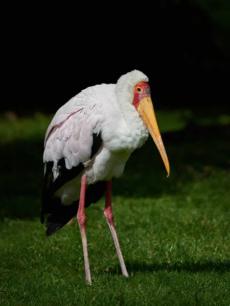 Cegonha-de-bico-amarelo (Mycteria ibis ) — Fotografia de Stock
