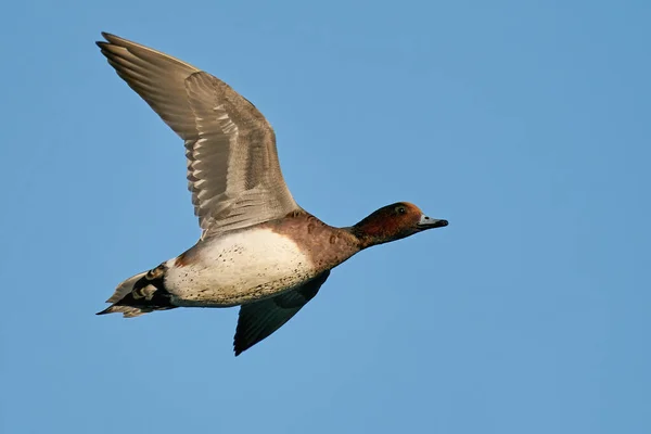 Ευρασιατική Wigeon Στο Φυσικό Της Περιβάλλον — Φωτογραφία Αρχείου