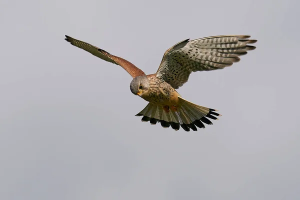 Gewone Torenvalk Zijn Natuurlijke Omgeving Denemarken — Stockfoto