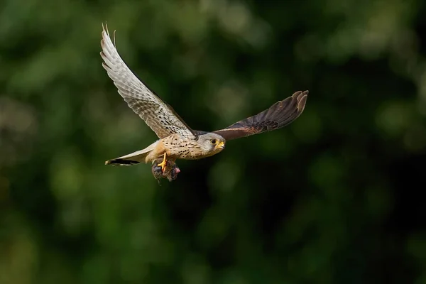 Gewone Torenvalk Zijn Natuurlijke Omgeving Denemarken — Stockfoto