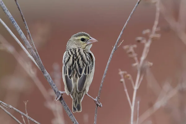 Northern Red Bishop Euplectes Franciscanus Its Natural Habitat — Stock Photo, Image