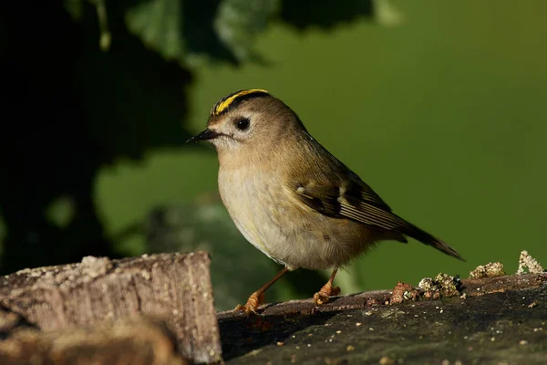 Goldhaube Ihrem Natürlichen Lebensraum Dänemark — Stockfoto