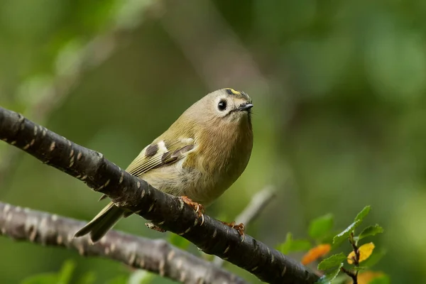 Goldcrest Hábitat Natural Dinamarca — Foto de Stock