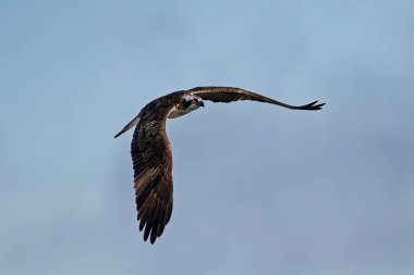 Osprey (Pandion haliaetus) İsveç 'teki doğal ortamında uçmaktadır.
