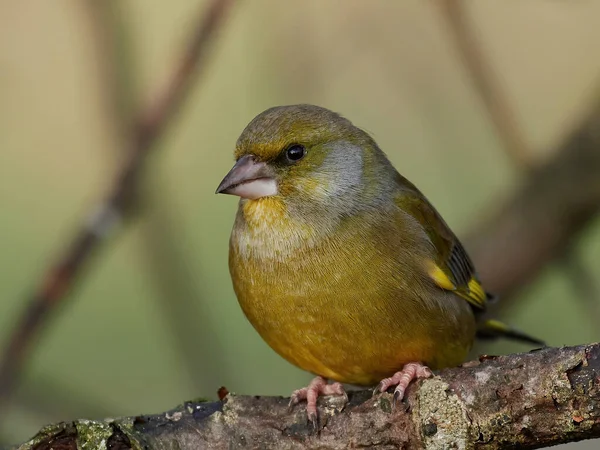 Europese Groenvink Zijn Natuurlijke Omgeving — Stockfoto