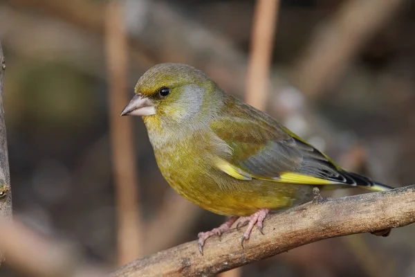 Greenfinch European Mediul Său Natural — Fotografie, imagine de stoc