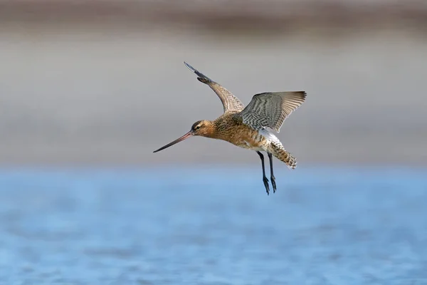 Godwit Bar Tailed Voo Seu Ambiente Natural Dinamarca — Fotografia de Stock