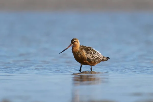 Barre Queue Barrée Dans Son Environnement Naturel Danemark — Photo